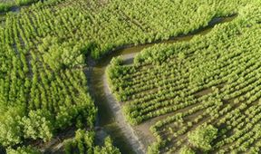 Tajemný život v mangrovech (1)