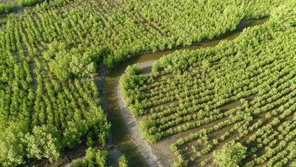 Tajemný život v mangrovech (1)