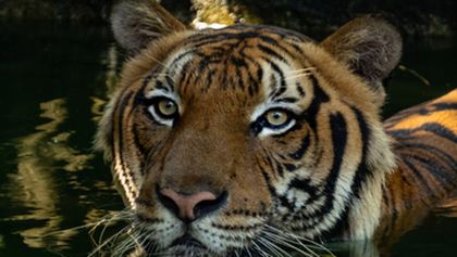 Poslední tygři malajští