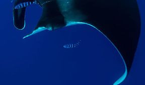 LIFE IN THE BLUE