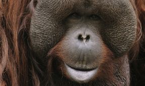 Opice a další primáti - naši nejbližší příbuzní