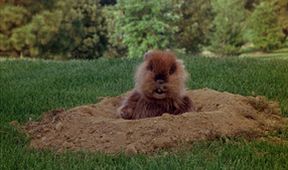 Caddyshack