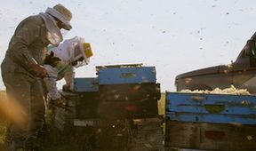 Les Maîtres Des Abeilles