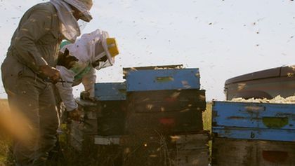 LES Maîtres DES Abeilles