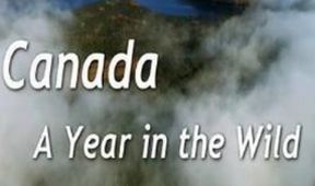 Kanada: Rok v divočině (4)