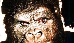 King Kong