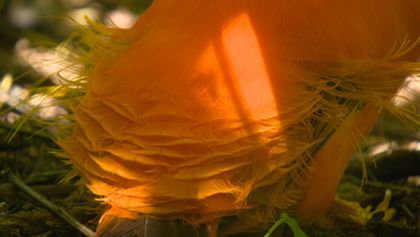 Království divočiny: Skalňák oranžový, Surinam