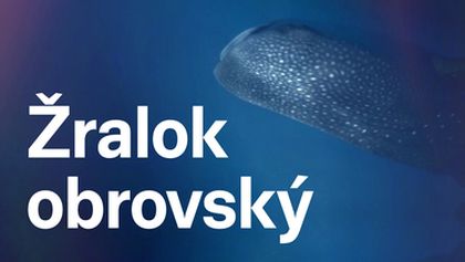 Žralok obrovský
