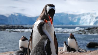 Poštovna v zemi tučňáků