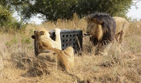 Zabijácké IQ: Lev versus hyena (2)
