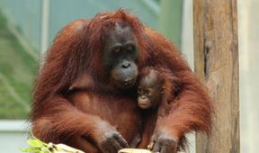 Setkání s orangutany (6)