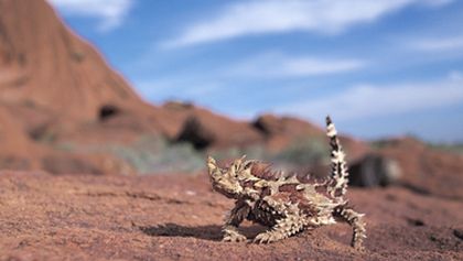 Království divočiny: Rudý střed Austrálie