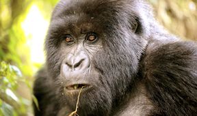 Rwanda, země hor a kopců