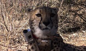 Království divočiny: Gepard, Namibie