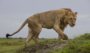 Lví boje o život a území