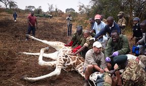 Zázračná planeta: Žirafy, něžní obři afrických savan