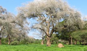 Království divočiny: Národní park Ruaha, Tanzanie