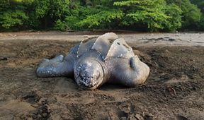 Zázračná planeta: Ztracení králové z Bioka
