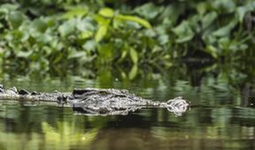 Poslední ráje na Zemi - Borneo, Zázračná planeta
