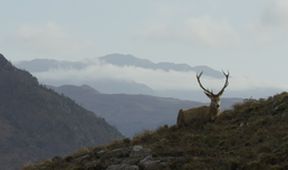 Skotsko: Rok v divočině (3)