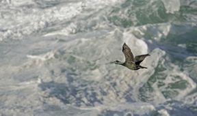 Divoké ostrovy Irska s Eoinem Warnerem (3)