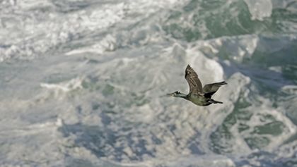 Divoké ostrovy Irska s Eoinem Warnerem (3)