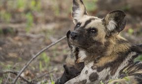Zázračná planeta: Poslední ráje na Zemi - Luangwa