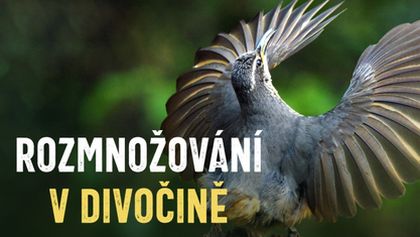 Rozmnožování v divočině