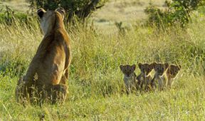 Zázračná planeta: Serengeti (1/6)