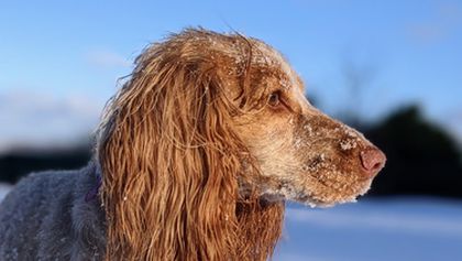 Veterinář z vysočiny II (6)