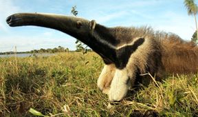 Lydia a obři: Divoký Pantanal