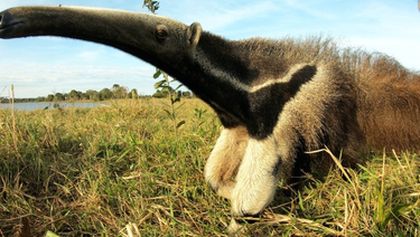 Lydia a obři: Divoký Pantanal