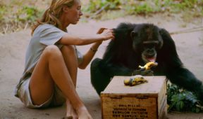 Jane Goodallová - životní příběh