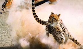 David Attenborough: Lov (1)