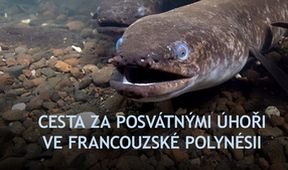 Cesta za posvátnými úhoři ve Francouzské Polynésii