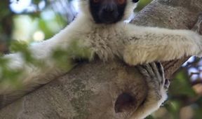 Krajinou Madagaskaru