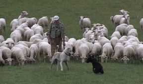 Poľana