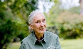 Záchrana šimpanzů v Kongu s Jane Goodall II (3)