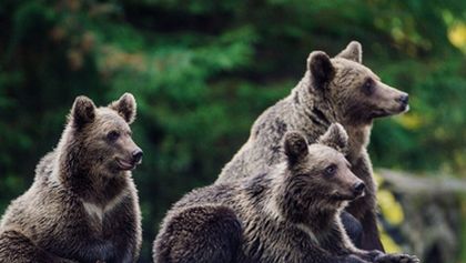Transylvánští medvědi domácí