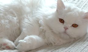 Wenn keiner guckt - Das geheimnisvolle Leben unserer Katzen