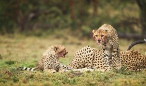 Serengeti II, Zázračná planeta (4/6)