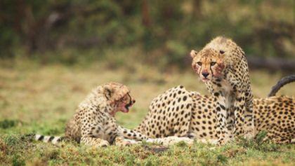Serengeti II, Zázračná planeta (4/6)