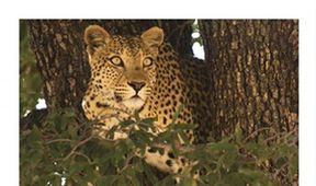 Leopards OF DEAD TREE Island