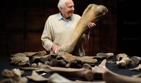Attenborough a pohřebiště mamutů