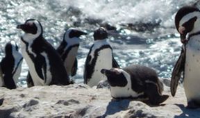 Setkání s tučňáky (3)