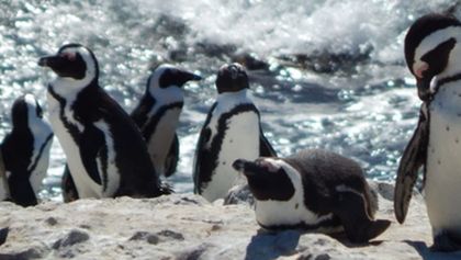 Setkání s tučňáky (3)