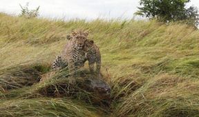 Serengeti II, Zázračná planeta (4/6)