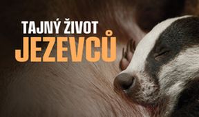 Tajný život jezevců