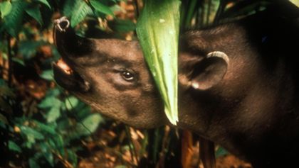 Amazonie (2)