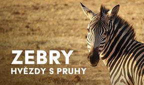 Zebry - hvězdy s pruhy